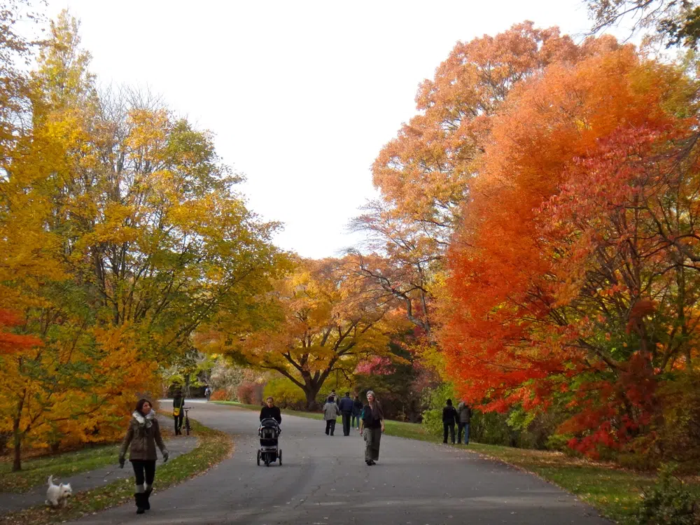 People walking around Arnold Arboretum in Jamaica Plain, MA during fall foliage